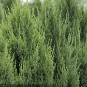 Juniper, Blue Point #25